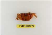 藏品(斑點擬相手蟹)的圖片